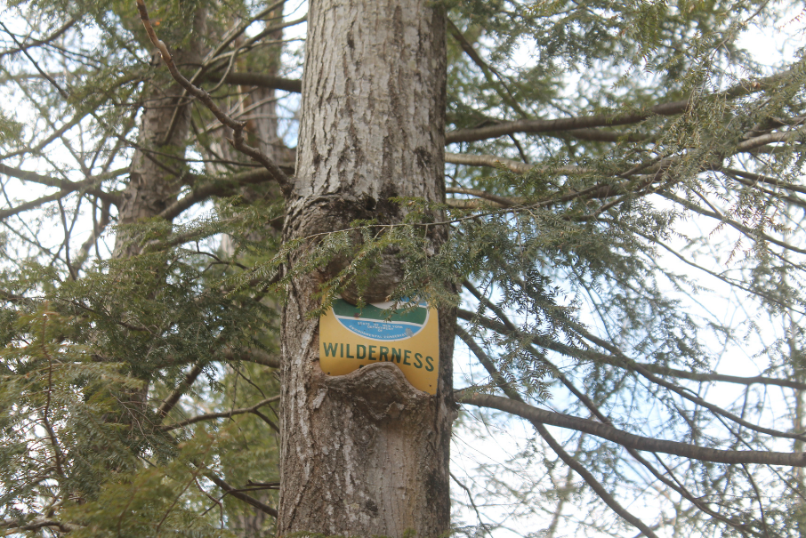Wilderness sign in tree
