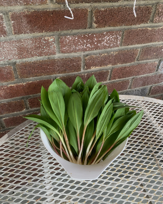 foraged ramps
