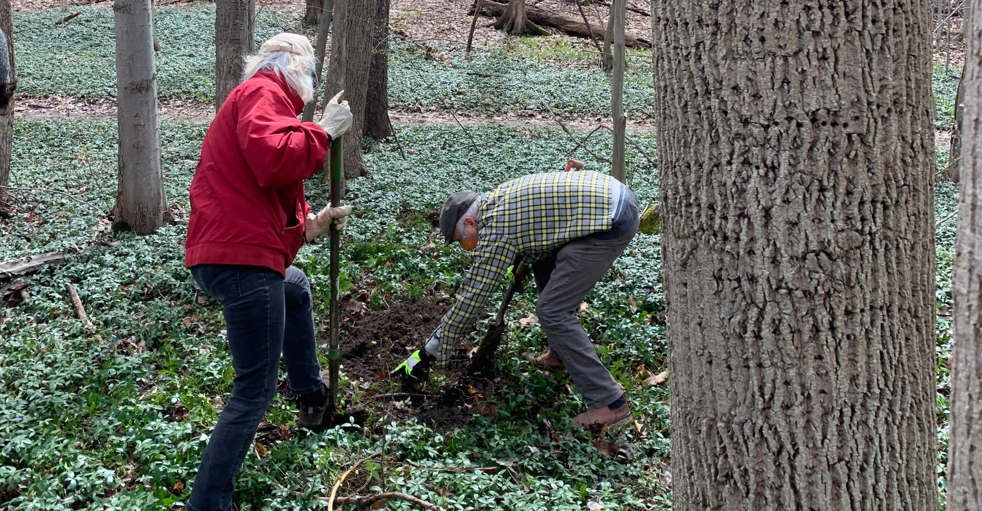 Making a clearing for periwinkle to grow